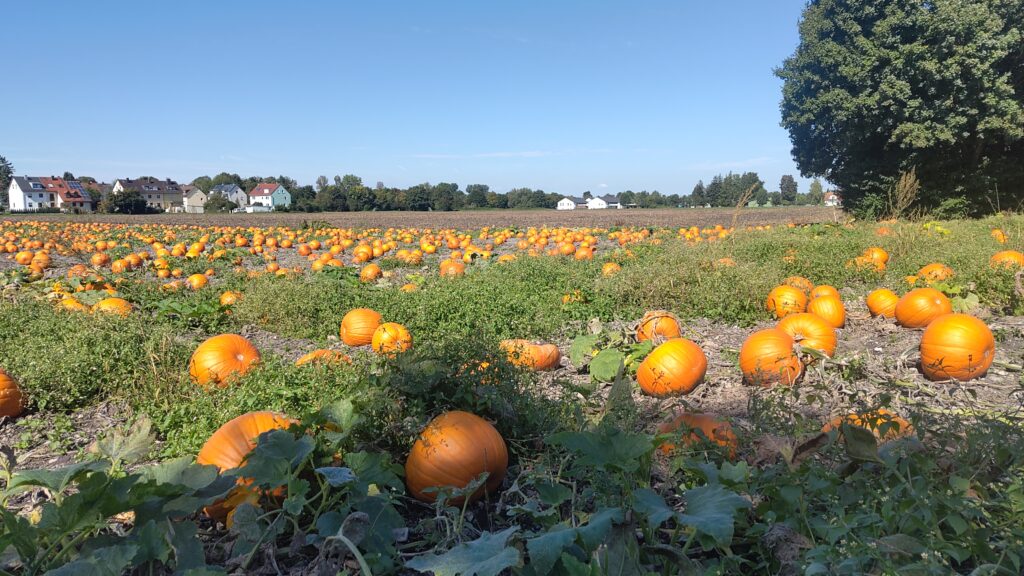 Kürbisse auf dem Feld